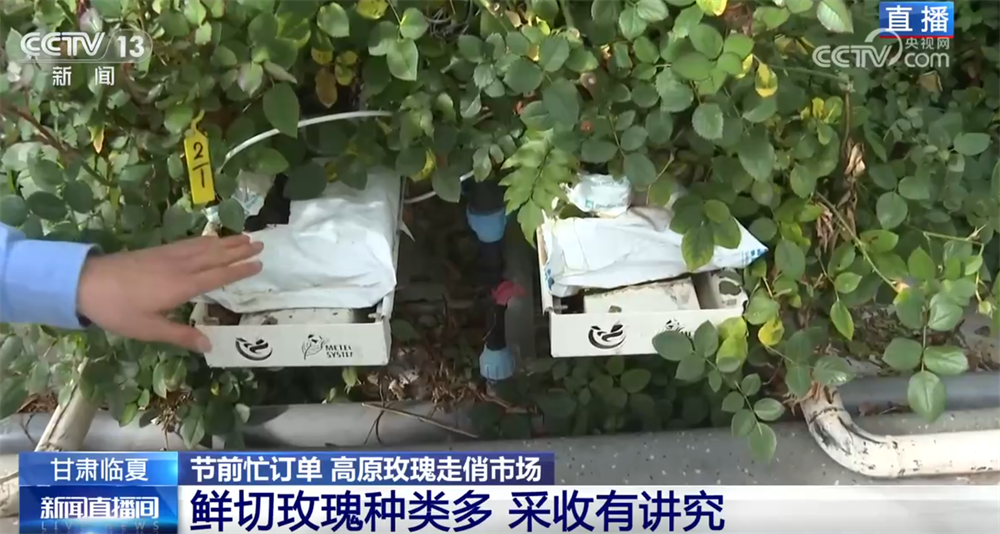 九游娱乐：高原玫瑰走俏市场以“智”赋能、向“新”而行绘就鲜切花产业发展新图景(图5)