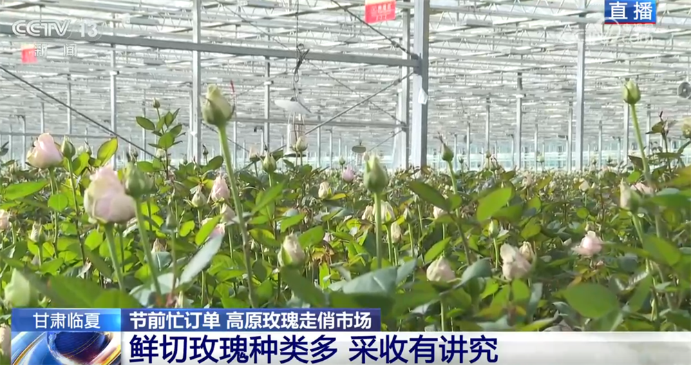 九游娱乐：高原玫瑰走俏市场以“智”赋能、向“新”而行绘就鲜切花产业发展新图景(图4)