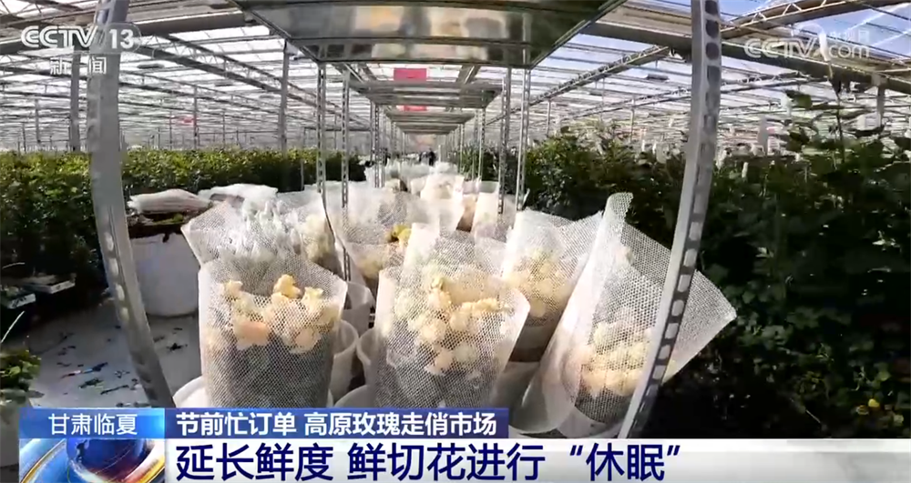 九游娱乐：高原玫瑰走俏市场以“智”赋能、向“新”而行绘就鲜切花产业发展新图景(图2)