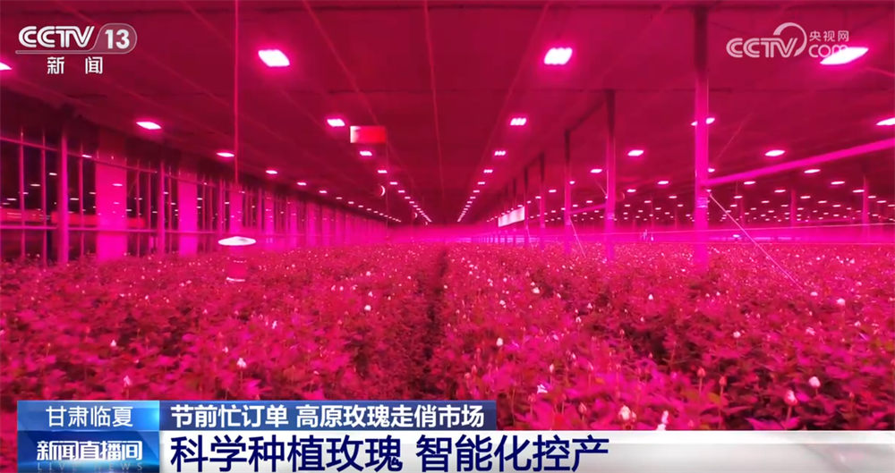 九游娱乐：高原玫瑰走俏市场以“智”赋能、向“新”而行绘就鲜切花产业发展新图景(图6)