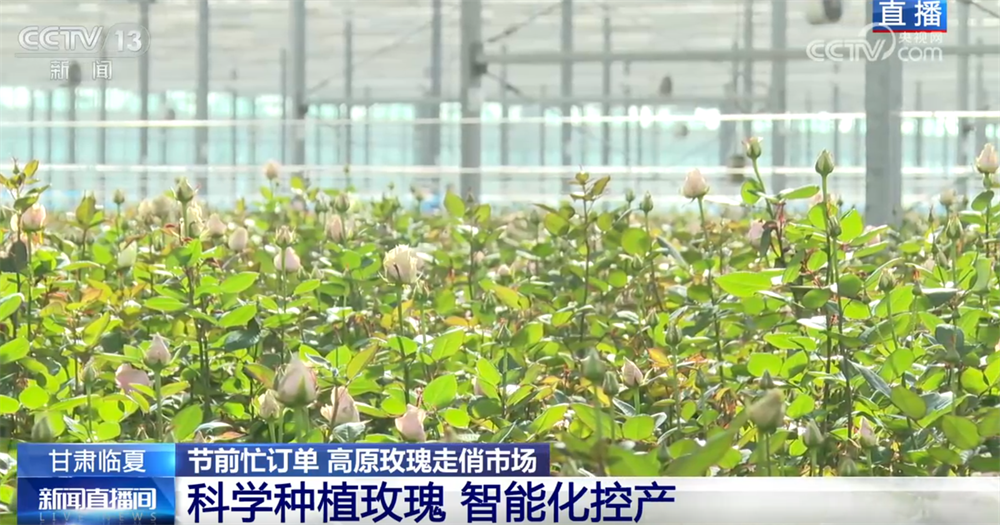 九游娱乐：高原玫瑰走俏市场以“智”赋能、向“新”而行绘就鲜切花产业发展新图景(图7)