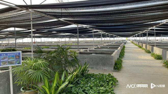 广东观赏鱼成“新广货”标杆口碑相传带来海外订单不断(图2)