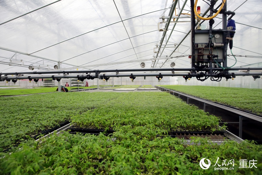 九游娱乐NineGame：新春走基层丨寒冬腊月育苗忙(图1)