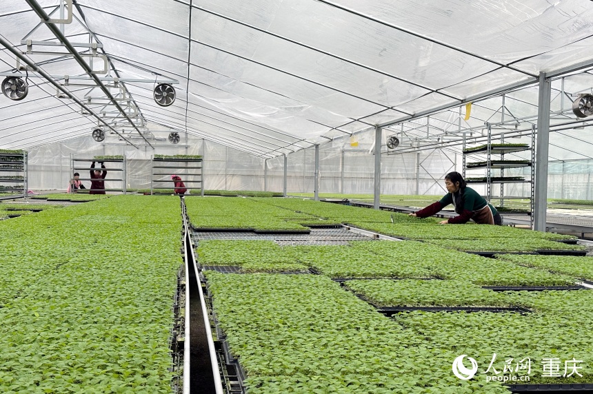 九游娱乐NineGame：新春走基层丨寒冬腊月育苗忙(图3)