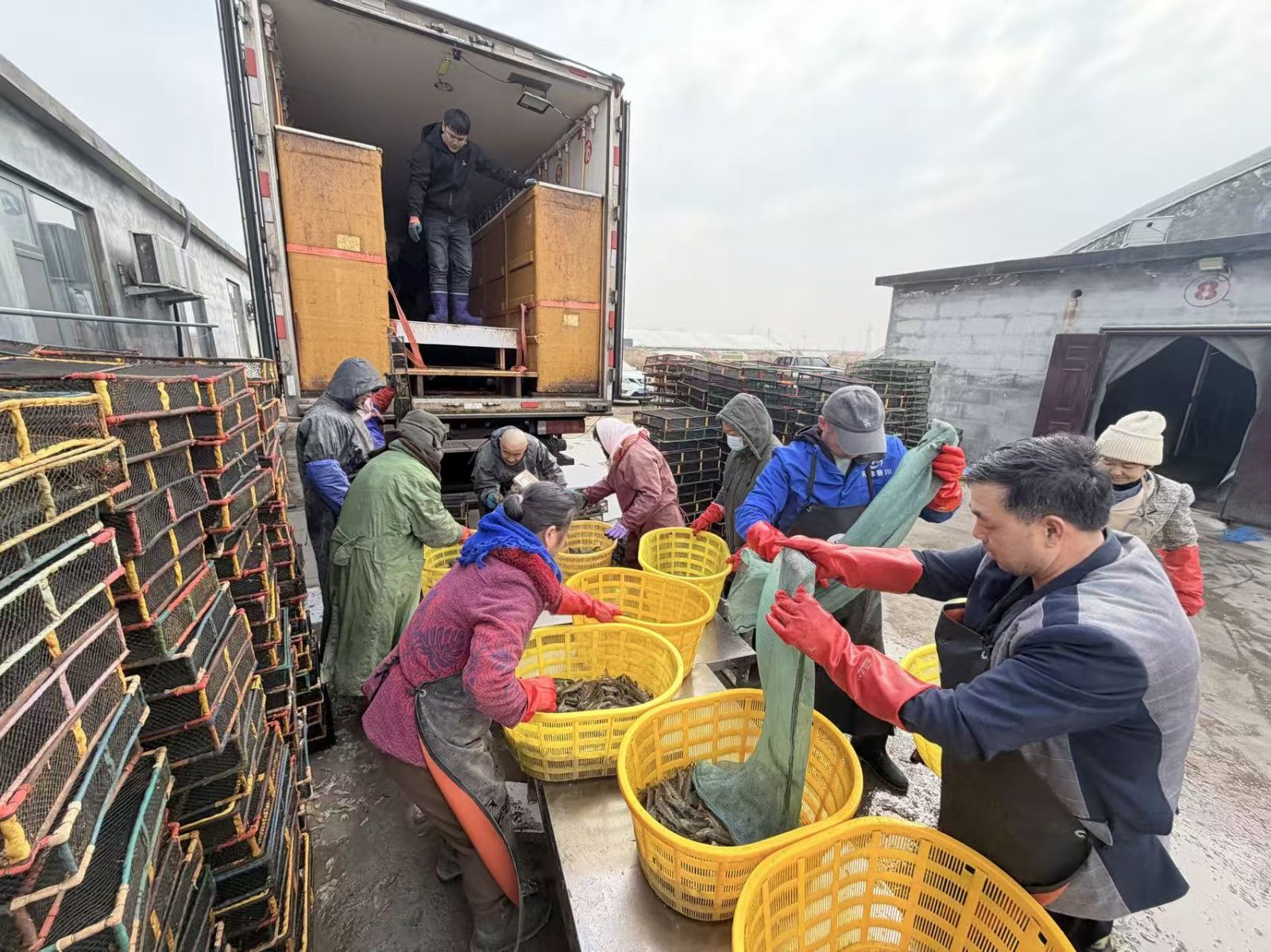 九游娱乐：新春走基层丨破冰捕蟹连夜出虾！东营黄河口“虾兵蟹将”奔向全国餐桌(图5)