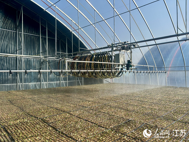 新春走基层丨小秧苗育出亿元产业(图2)