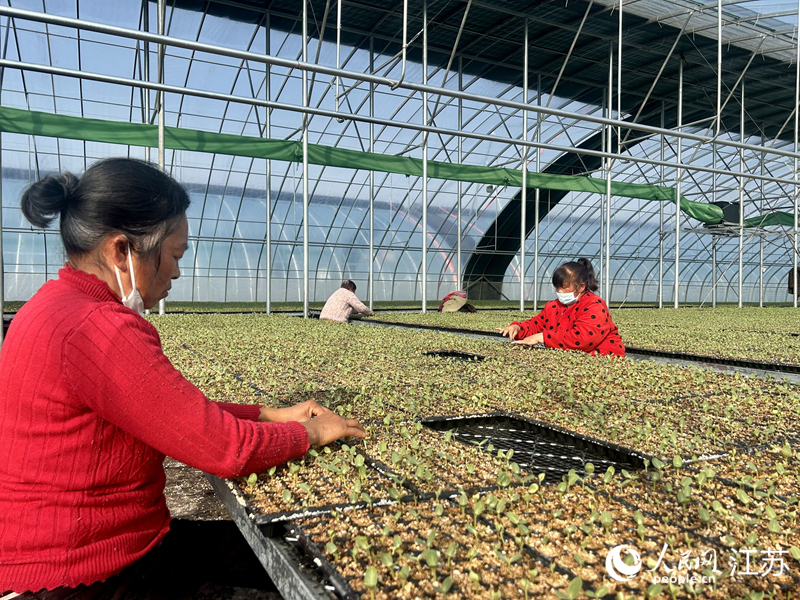 新春走基层丨小秧苗育出亿元产业(图1)